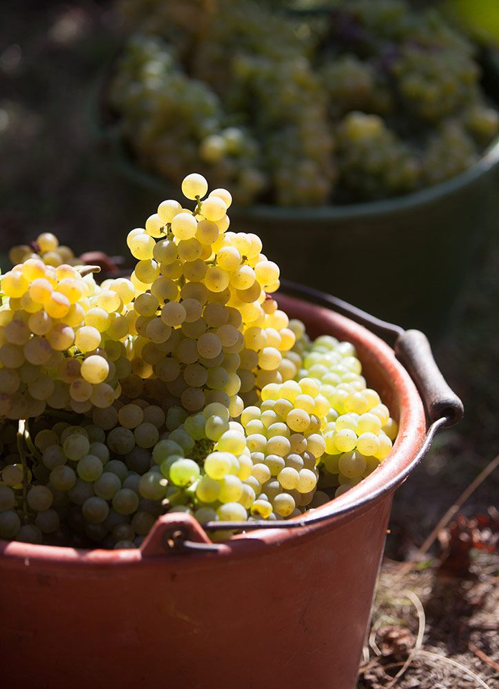 Weingut Dr. Hinkel Impressionen